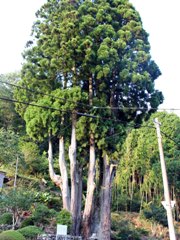 吉沢の田高杉